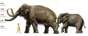 Woolly Mammoth Vs Today's Elephants
