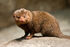 Common Dwarf Mongoose as Saurornitholestes