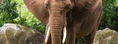 African-elephant-face-dsc 1309.jpg (73 KB)