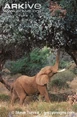 African-elephant-feeding.jpg (78 KB)