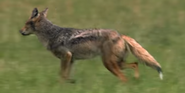 Black-Backed Jackal