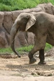African Elephant LG.jpg (54 KB)