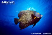 Angelfish, French.jpg