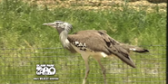 Kori Bustard as Woodstock