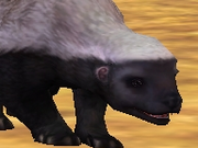 Cape-honey-badger-zootycoon2018