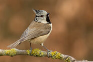 European Crested Tit as Bohemian Waxwing