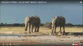 Freeschool African Elephants.png (1.35 MB)