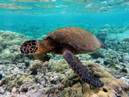 Mikayla the Green Sea Turtle (Tara Strong)