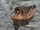Bronze-Winged Duck