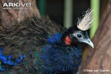 Male-congo-peafowl.jpg