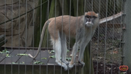 Memphis Zoo Paras Monkey