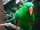 Eclectus Parrot
