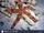 Warty Sea Star