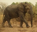 West African Bush Elephant.jpg (168 KB)