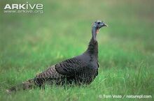 Wild-turkey-female-in-grass.jpg