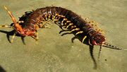 Amazonian-giant-centipede.jpg