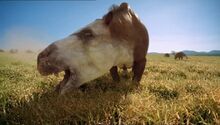 BBC.Prehistoric.Park.4of6.Saving.the.Sabretooth.XviD.AC3.6ch.MVGForum.avi snapshot 09.44 -2016.10.21 20.09.24-.jpg
