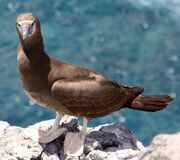 Booby, brown.jpg