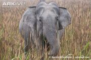 Female Indian Elephant.jpg