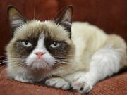 Grumpy-cat-has-earned-her-owner-nearly-100-million-in-just-2-years