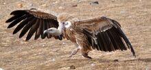 Himalayan Vulture running.jpg