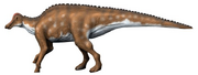 Hypracosaurus NT