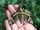 Oleander Hawk-Moth