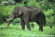Asian Elephant as Manny