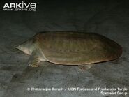 Indian-narrow-head-softshell-turtle