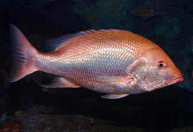 Mangrove snapper - Wikipedia