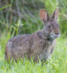 Marsh-Rabbit.jpg