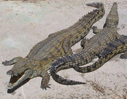 Nile crocodile 1