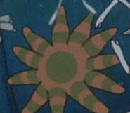 Ponyo Sunflower Starfish