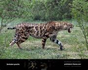 Smilodon gracilis.jpg