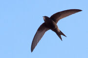 Swift, common.jpg