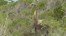 Therizinosaurus.jpg