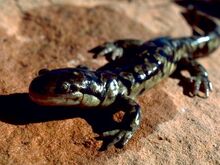 Tiger-salamander 739 600x450.jpg