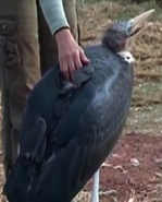Untamed and Uncut Marabou Stork