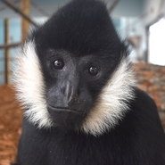 Akron Zoo White-Cheeked Gibbon