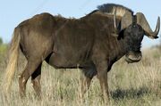 Black wildebeest