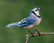 Blue Jay as Red-Billed Hornbill