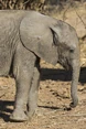 Elephant calf.jpg (139 KB)