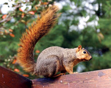 Fox squirrel.jpg