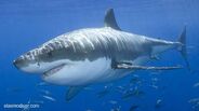 Great White Shark as C. megalodon