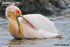 Great White Pelican as Hatzegopteryx