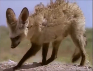 Bat-Eared Fox as Talking Dog