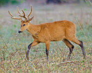 Marsh deer