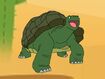 Rileys Adventures Galapagos Tortoise