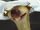 Sid (Ice Age)