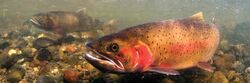 Spawning-Cutthroat-Lamar-Valley-photo-by-Jay-Fleming.jpg